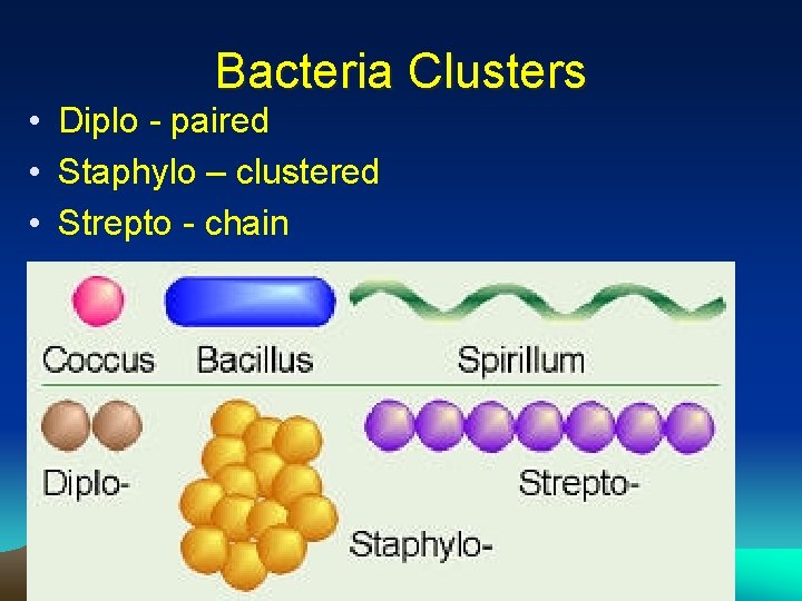 Bacteria Clusters • Diplo - paired • Staphylo – clustered • Strepto - chain