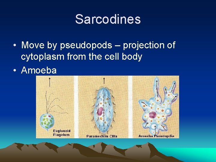 Sarcodines • Move by pseudopods – projection of cytoplasm from the cell body •