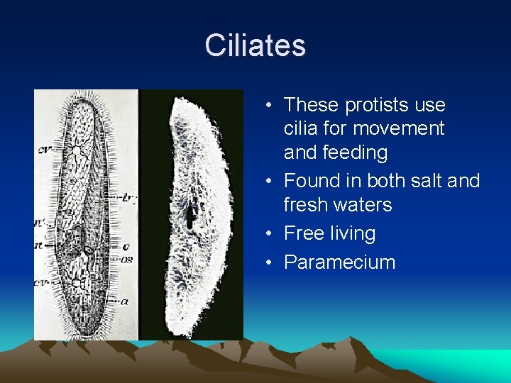 Ciliates • These protists use cilia for movement and feeding • Found in both
