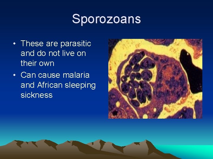 Sporozoans • These are parasitic and do not live on their own • Can