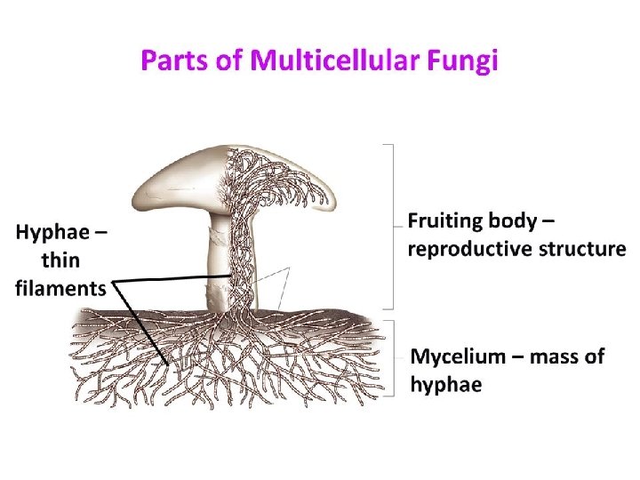 Fungal Structures 