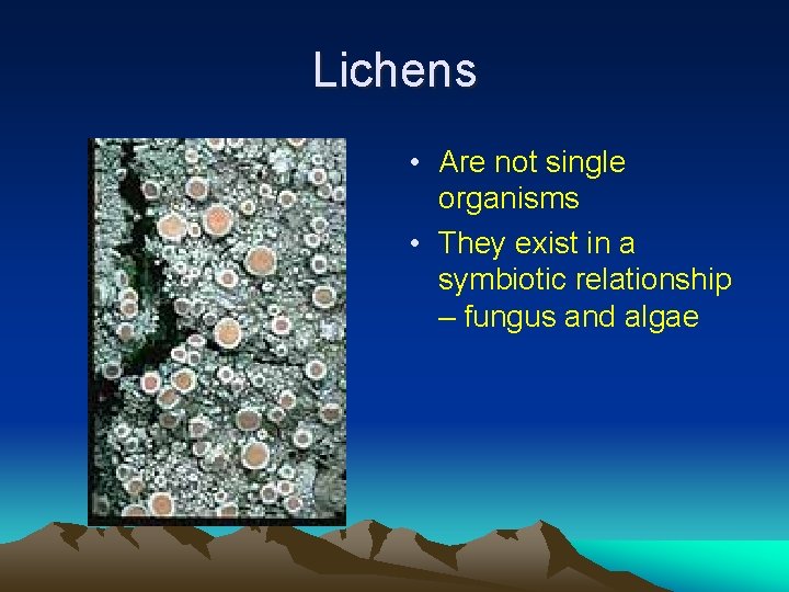 Lichens • Are not single organisms • They exist in a symbiotic relationship –