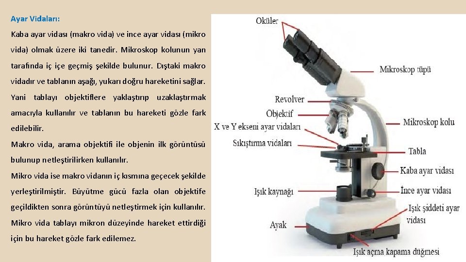 Ayar Vidaları: Kaba ayar vidası (makro vida) ve ince ayar vidası (mikro vida) olmak