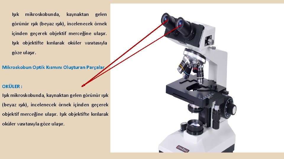 Işık mikroskobunda, kaynaktan gelen görünür ışık (beyaz ışık), incelenecek örnek içinden geçerek objektif merceğine