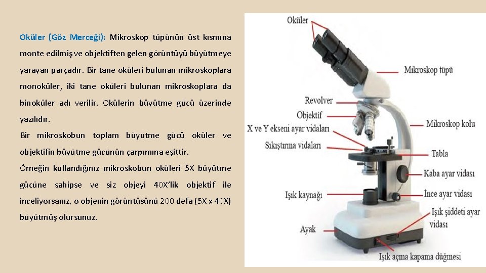 Oküler (Göz Merceği): Mikroskop tüpünün üst kısmına monte edilmiş ve objektiften gelen görüntüyü büyütmeye