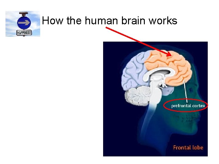 How the human brain works 