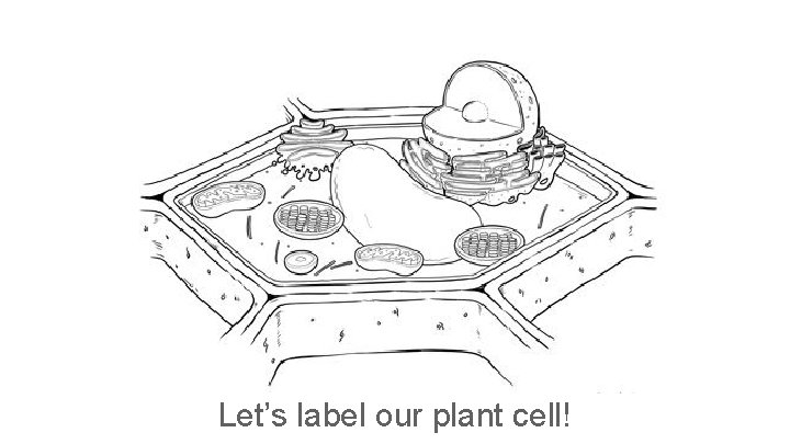 Let’s label our plant cell! 