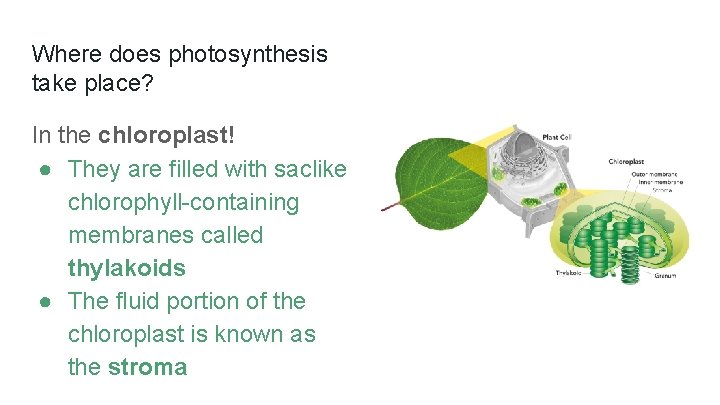 Where does photosynthesis take place? In the chloroplast! ● They are filled with saclike