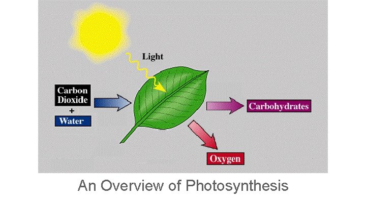 An Overview of Photosynthesis 