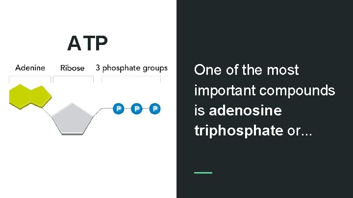 ATP One of the most important compounds is adenosine triphosphate or. . . 