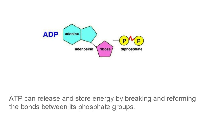 ATP can release and store energy by breaking and reforming the bonds between its