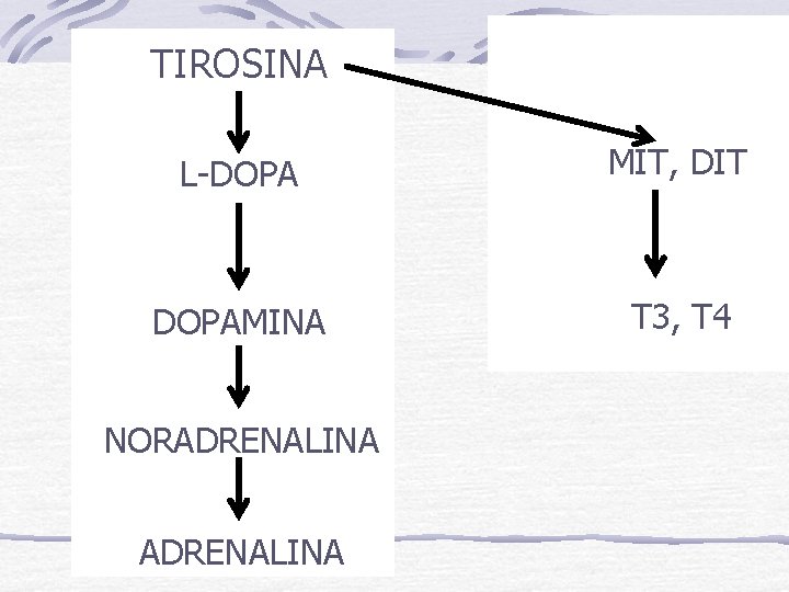 TIROSINA L-DOPA MIT, DIT DOPAMINA T 3, T 4 NORADRENALINA 