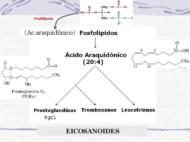 Fosfolipasa (Ac. araquidónico) EICOSANOIDES 