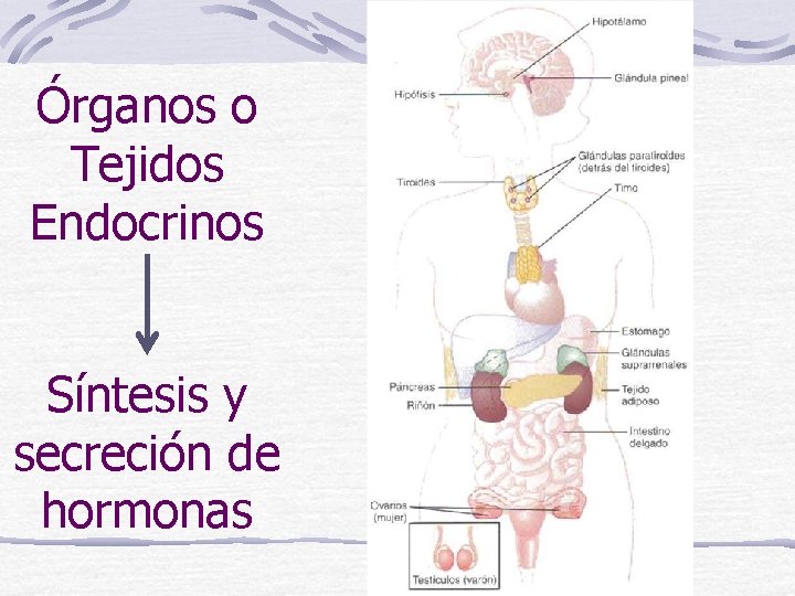 Órganos o Tejidos Endocrinos Síntesis y secreción de hormonas 