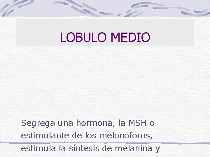 LOBULO MEDIO Segrega una hormona, la MSH o estimulante de los melonóforos, estimula la