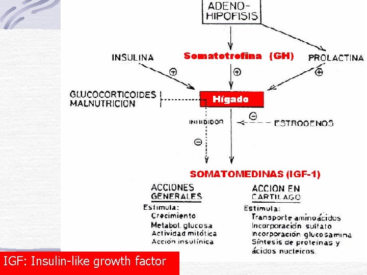 IGF: Insulin-like growth factor 