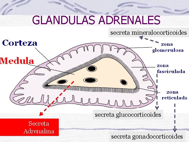 GLANDULAS ADRENALES secreta mineralocorticoides secreta glucocorticoides Secreta Adrenalina y secreta gonadocorticoides 