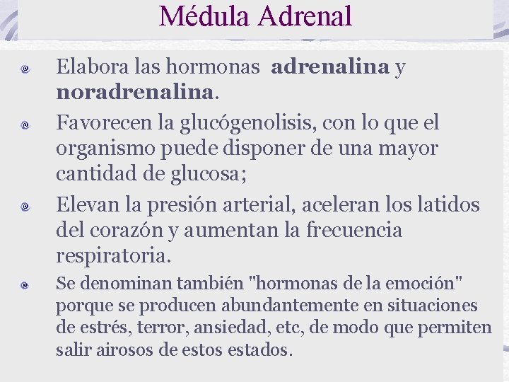 Médula Adrenal Elabora las hormonas adrenalina y noradrenalina. Favorecen la glucógenolisis, con lo que