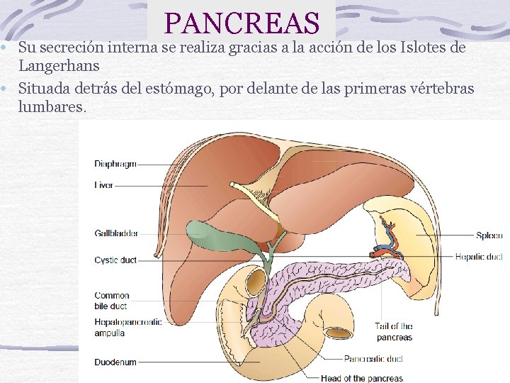 PANCREAS • Su secreción interna se realiza gracias a la acción de los Islotes