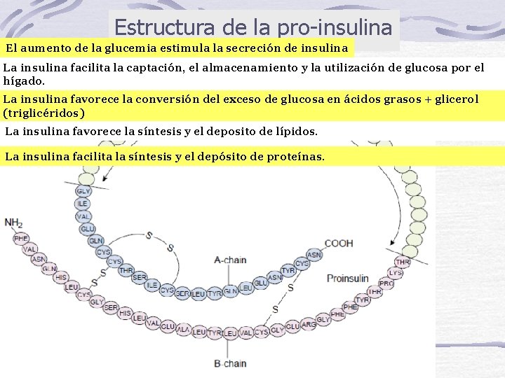 Estructura de la pro-insulina El aumento de la glucemia estimula la secreción de insulina