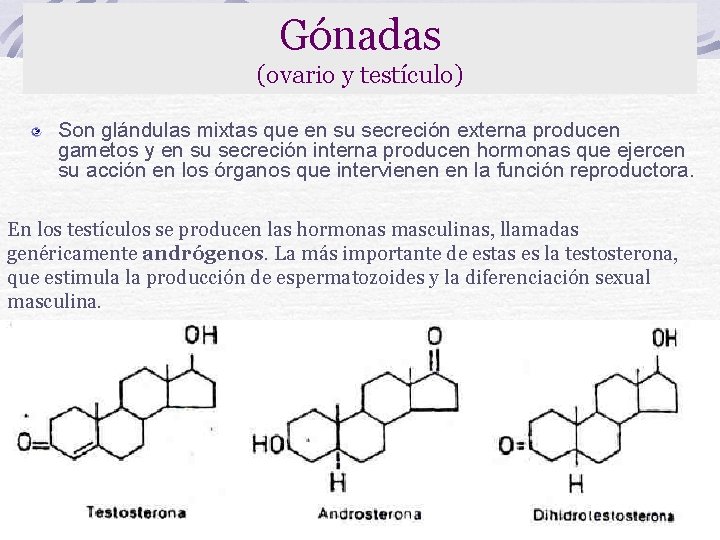 Gónadas (ovario y testículo) Son glándulas mixtas que en su secreción externa producen gametos