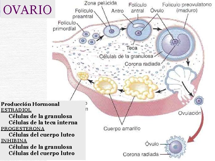 OVARIO Producción Hormonal ESTRADIOL Células de la granulosa Células de la teca interna PROGESTERONA
