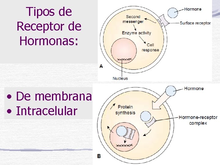 Tipos de Receptor de Hormonas: • De membrana • Intracelular 