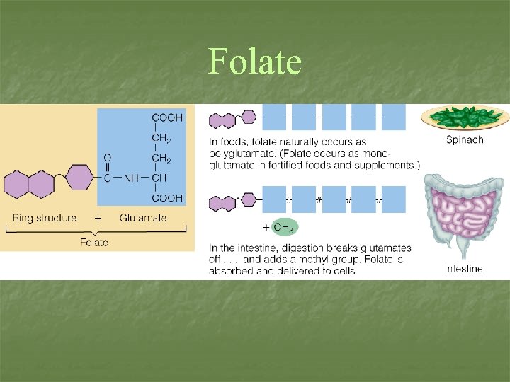 Folate 