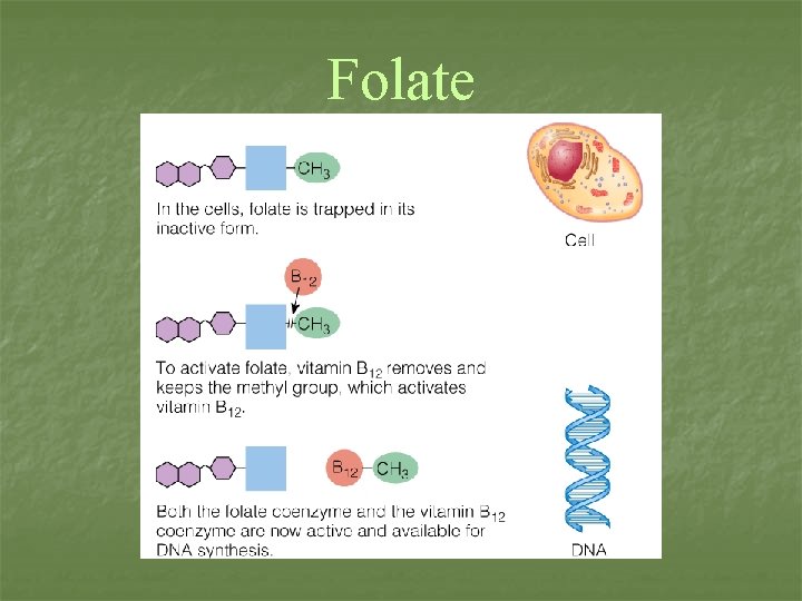 Folate 