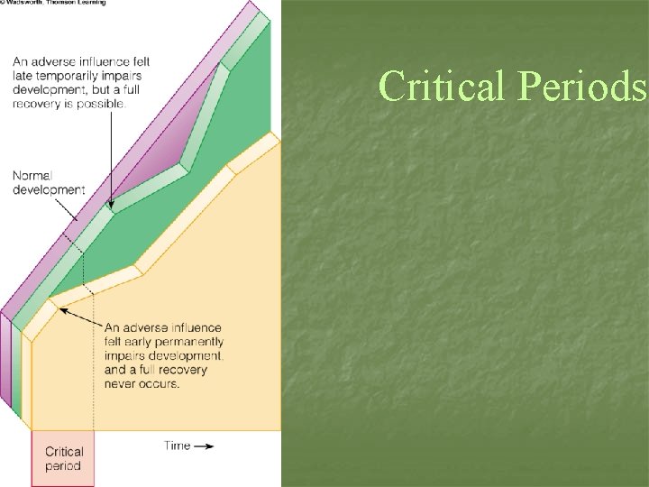 Critical Periods 