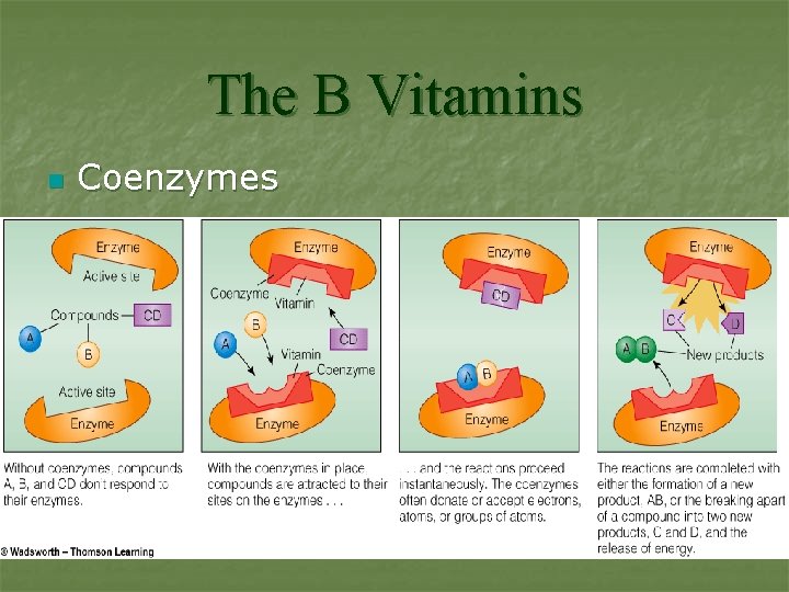 The B Vitamins n Coenzymes 