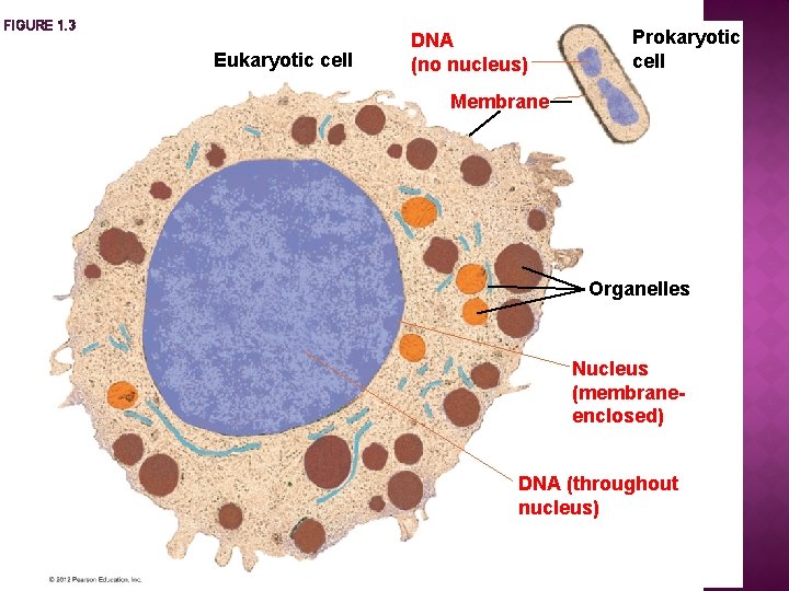 FIGURE 1. 3 Eukaryotic cell DNA (no nucleus) Prokaryotic cell Membrane Organelles Nucleus (membraneenclosed) FIGURE 1. 3 Eukaryotic cell DNA (no nucleus) Prokaryotic cell Membrane Organelles Nucleus (membraneenclosed)