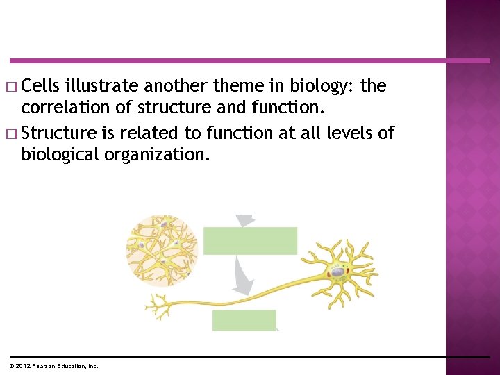 � Cells illustrate another theme in biology: the correlation of structure and function. � � Cells illustrate another theme in biology: the correlation of structure and function. �