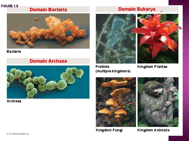 FIGURE 1. 6 Domain Bacteria Domain Eukarya Bacteria Domain Archaea Protists (multiple kingdoms) Kingdom FIGURE 1. 6 Domain Bacteria Domain Eukarya Bacteria Domain Archaea Protists (multiple kingdoms) Kingdom