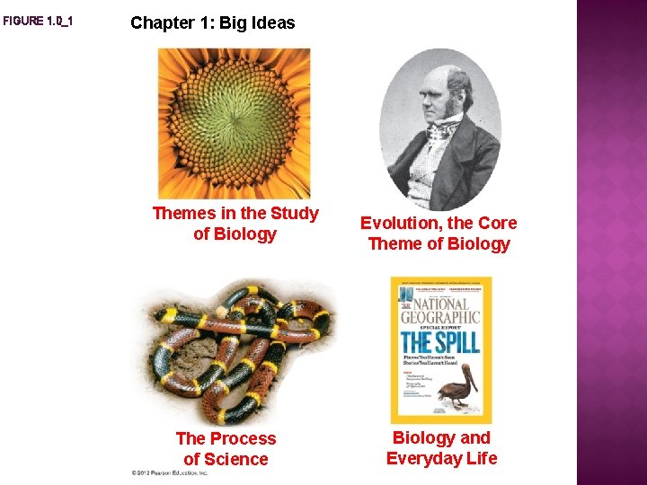 FIGURE 1. 0_1 Chapter 1: Big Ideas Themes in the Study of Biology The FIGURE 1. 0_1 Chapter 1: Big Ideas Themes in the Study of Biology The