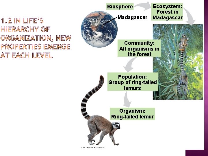 Ecosystem: Forest in Madagascar Biosphere Community: All organisms in the forest Population: Group of Ecosystem: Forest in Madagascar Biosphere Community: All organisms in the forest Population: Group of