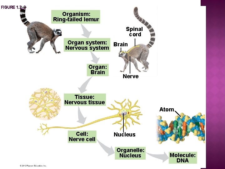 FIGURE 1. 2_2 Organism: Ring-tailed lemur Spinal cord Organ system: Brain Nervous system Organ: FIGURE 1. 2_2 Organism: Ring-tailed lemur Spinal cord Organ system: Brain Nervous system Organ: