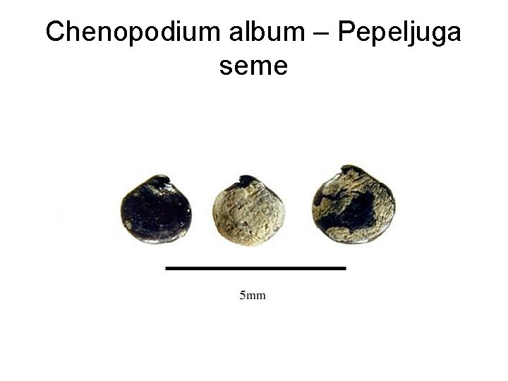 Chenopodium album – Pepeljuga seme 