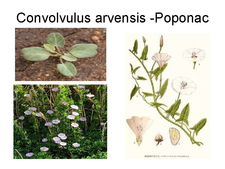 Convolvulus arvensis -Poponac 