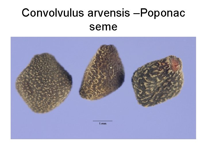 Convolvulus arvensis –Poponac seme 