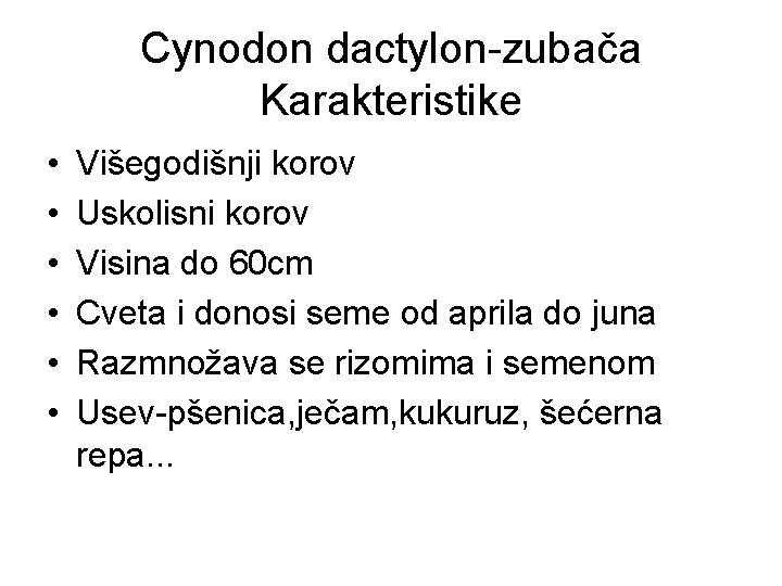 Cynodon dactylon-zubača Karakteristike • • • Višegodišnji korov Uskolisni korov Visina do 60 cm