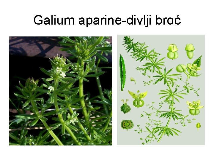 Galium aparine-divlji broć 