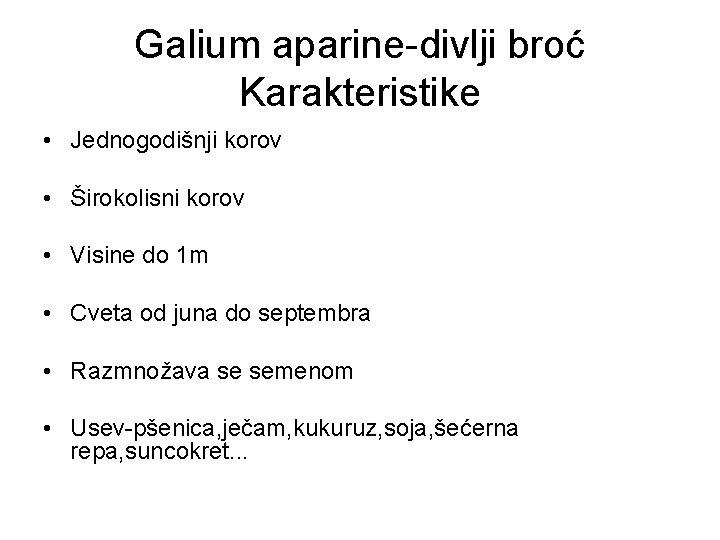 Galium aparine-divlji broć Karakteristike • Jednogodišnji korov • Širokolisni korov • Visine do 1