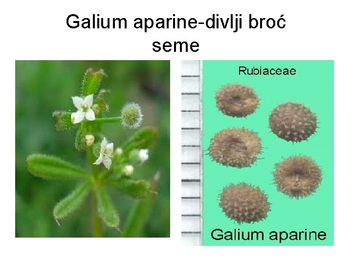Galium aparine-divlji broć seme 
