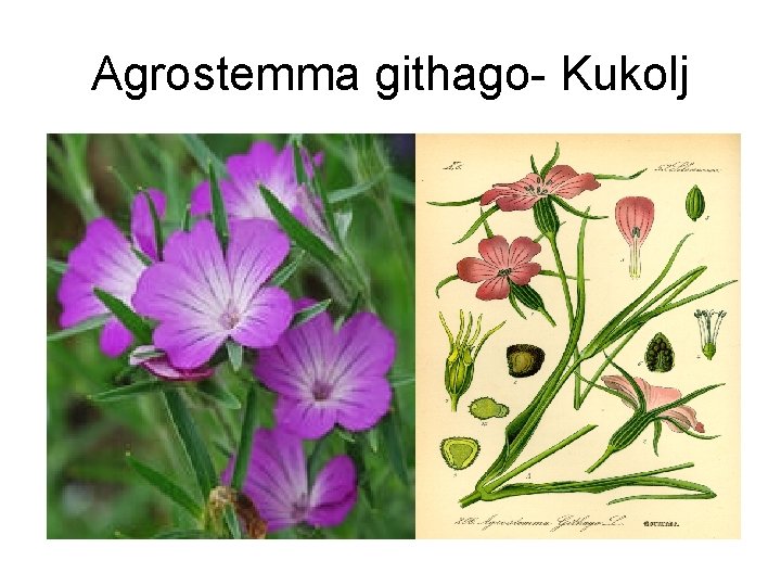 Agrostemma githago- Kukolj 