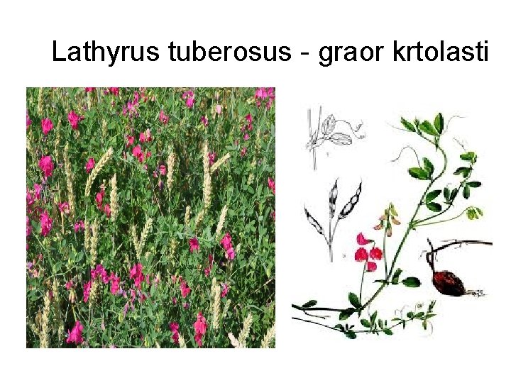 Lathyrus tuberosus - graor krtolasti 