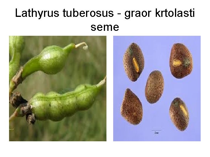 Lathyrus tuberosus - graor krtolasti seme 