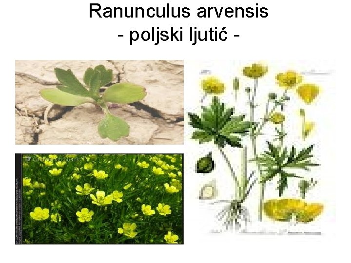 Ranunculus arvensis - poljski ljutić - 