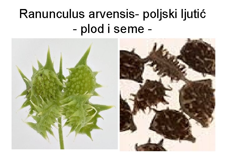 Ranunculus arvensis- poljski ljutić - plod i seme - 