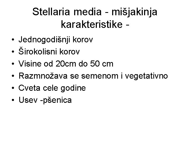 Stellaria media - mišjakinja karakteristike • • • Jednogodišnji korov Širokolisni korov Visine od